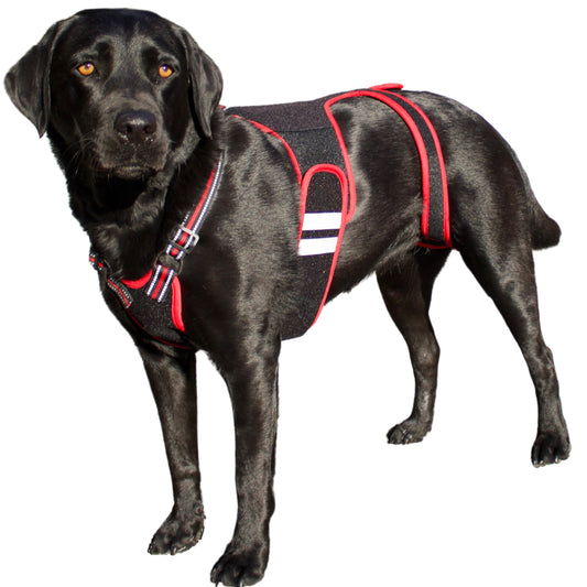 IVDD Dog Back Support Brace